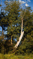 Toter Baum am Altrhein