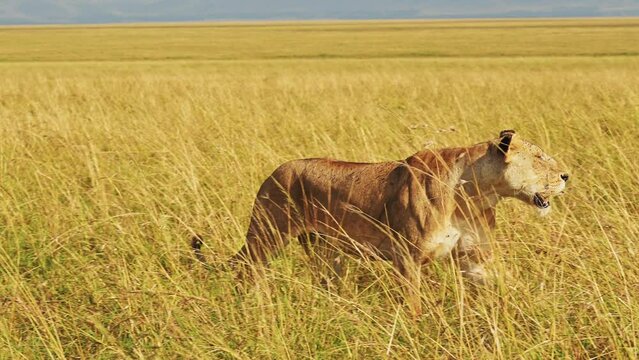 Slow Motion of Lion Walking, Lioness Prowling and Hunting in Long Tall Grass, Africa Animals on Wildlife Safari in Savanna Grasses Grassland in Masai Mara Plains in Kenya, Maasai Mara