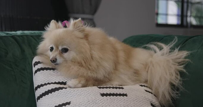 Closeup of a cute Pomeranian dog lying on a sofas next to an Aspin dog at home