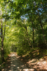 foresta