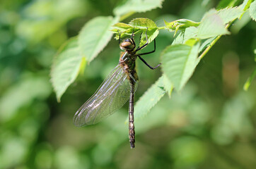 Falkenlibelle - Downy Emerald