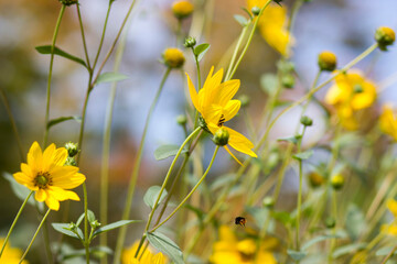 Fototapeta premium yellow flowers in a garden - natural summer background