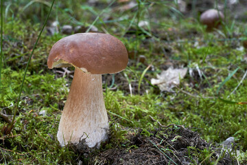 Edible mushroom Boletus edulis in the moss. Known as Penny Bun or Cep. Wild mushroom in the spruce forest.
