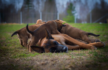 Adult female Belgian Malinois with puppies