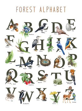 Forest animal alphabet. Watercolor painted illustration elements. Hand drawn letters with natural elements, animals, birds, herbs from A to Z. Wildlife nature alphabet on white background