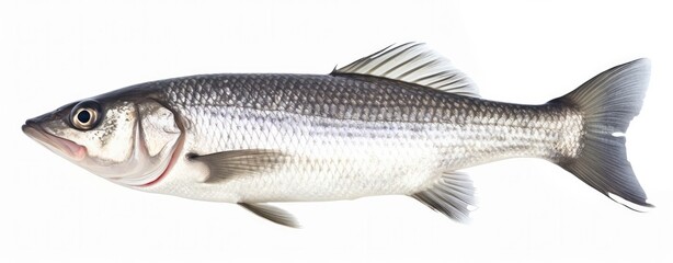 One fresh sea bass fish isolated on white background.