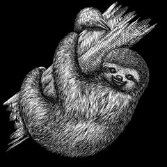 black and white engrave isolated sloth illustration © Turaev