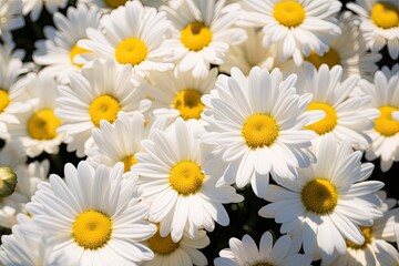 White daisy flowers.