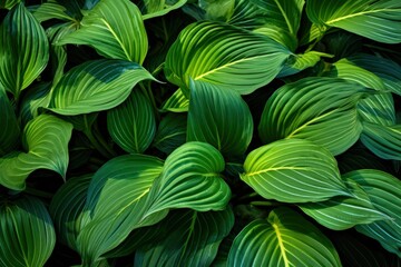 A plant with lots of large green leaves.