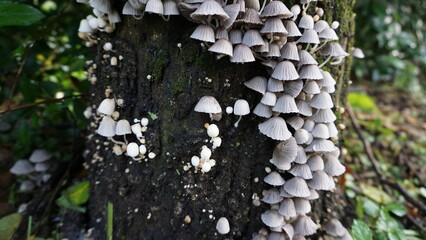 mushrooms growing on a tree, Forest