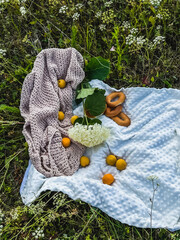 Picnic in the field with apricots, bagels and hydrangeas. Summer eco-picnic on the grass with a blanket and food