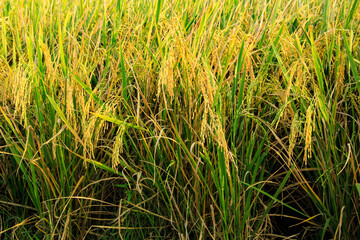 Agricultural Abundance Golden Rice Crop