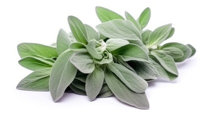 Plant lambs ear isolated on white background.