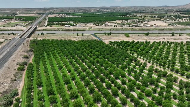 Aerial View of Lush Pecan Orchards in Las Cruces, New Mexico. Drone shot above pecan trees in desert region near Rio Grande.
