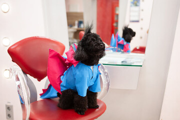 A cute poodle dog, in a funny costume with wings, with a stylish hairstyle with vertical hair on...