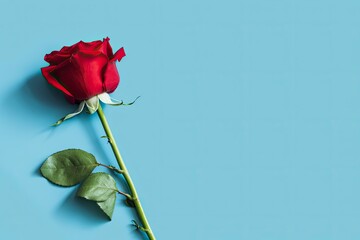 Red rose flower on blue background. Romantic Valentine's holiday concept.