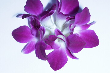 Fototapeta na wymiar Purple orchid flower phalaenopsis, phalaenopsis or falah on a white background. 