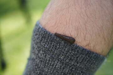 ヒルが吸血する様子