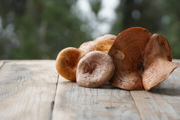 Edible orange mushrooms freshly picked from the Mediterranean forest on the white wooden table top with space for text ready to cook. Rovellons, Niscalos, Mizcalos, Pinenc, Pebrazo, Lactarius delicios