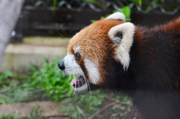 レッサーパンダの横顔
