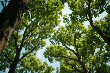 Fototapeta premium looking up a tree with green leaves