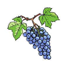 Grapes hand-drawn illustration. Grapes. Vector doodle style cartoon illustration