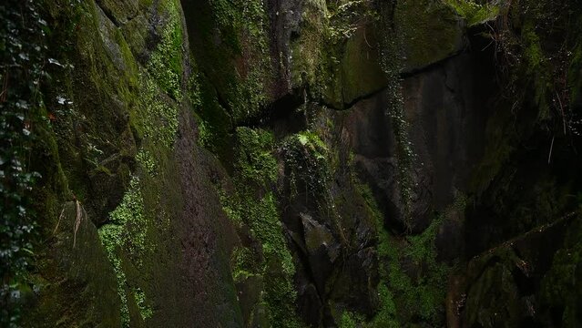 Majestic small waterfall in the rainforest