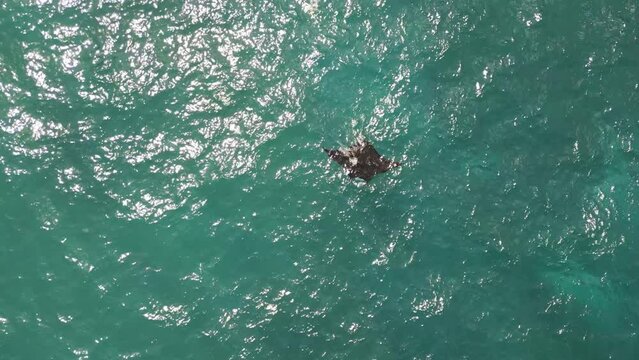 Aerial shot of a manta ray swimming in the ocean