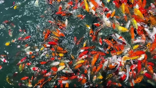 Many colorful fancy koi carp fishes