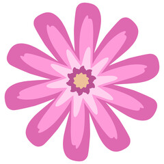 pink daisy flower