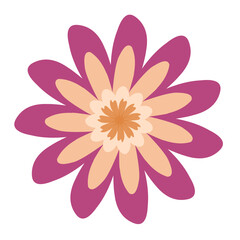 purple chrysanthemum flower cartoon 