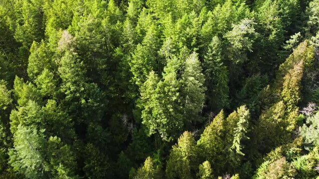 Flying over the dense forest canopy showing brightly light pine trees. 