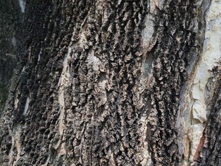 Long-lived tree bark in Thailand