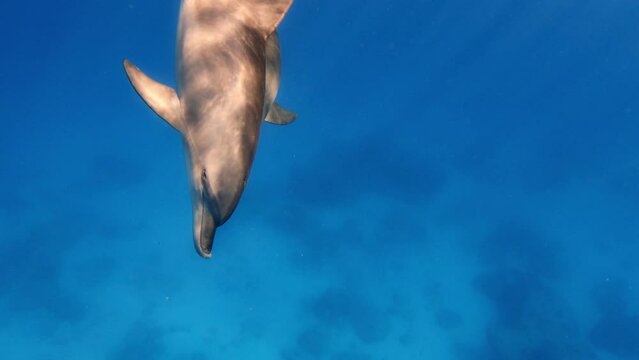 A Dolphin Swimming Towards The Camera In Crystal Clear Water - Underwater Shot