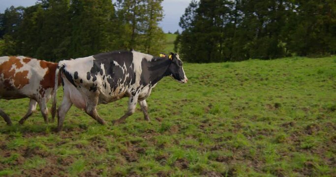 Cow strugling to climp the field on a sunny day, while carying milk