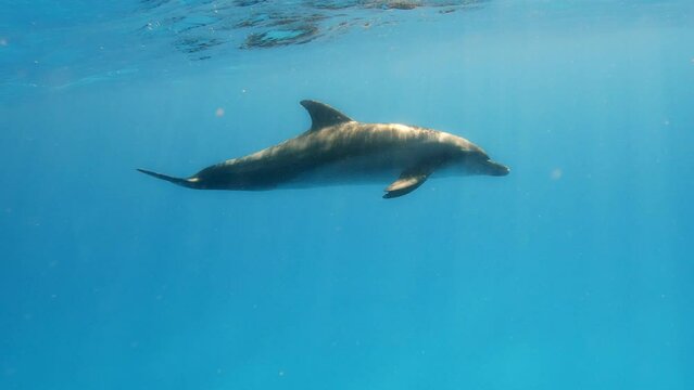 A Dolphin Navigating the Azure Sea - Underwater Shot
