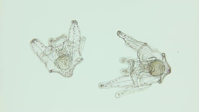 Larvae sea urchin Strongylocentrotus pallidus under microscope, phylum Echinodermata. Arm pluteus stagee. White sea