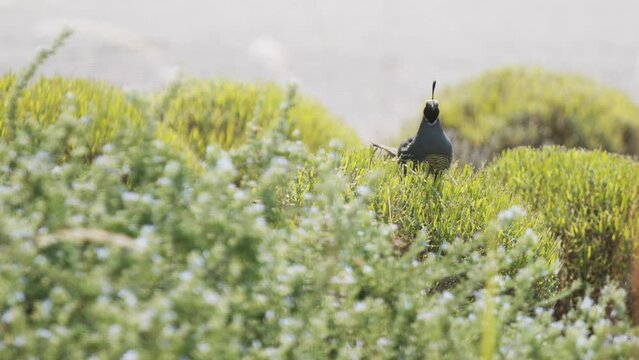 California quail looking around on top of bush