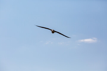 アホウドリ