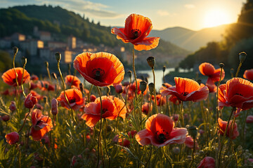 field of poppies 