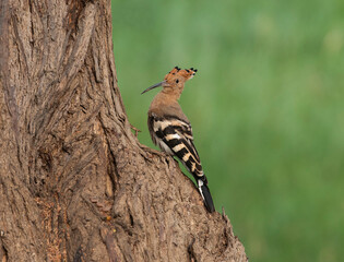 Eurasian hoopoe perched in a tree
