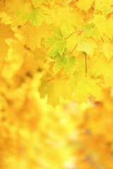 Naklejka na ściany i meble Background from autumn leaves. Vertical photo