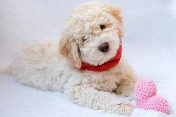 A cute and funny lover valentine lagotto romagnolo puppy dog with a soft red heart. Valentine's day concept, postcard. 