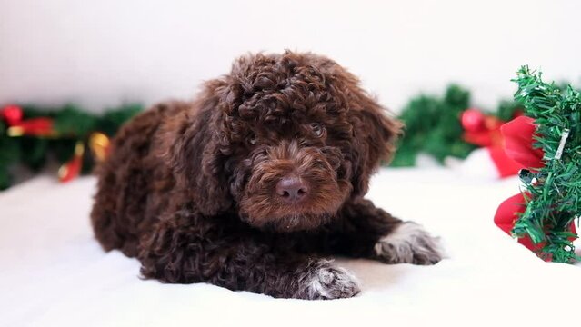 A cute and funny and happy christmas lagotto romagnolo puppy dog with christmas decoration. Christmas concept, postcard. Slow motion