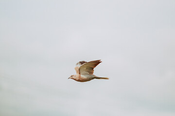 Close-up of a Eurasian collared dove flying against a light sky.