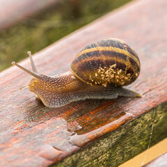 Snail on a bench