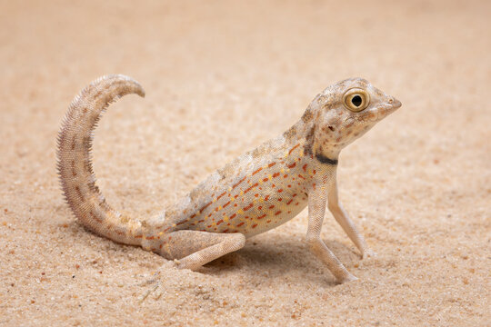 Pristurus carteri, commonly known as Scorpion-tailed Gecko, or Carter’s Rock Gecko is a species of gecko in the family Sphaerodactylidae.