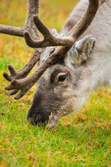 Reindeer