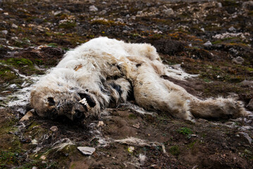  dead polar bear 