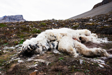  dead polar bear 